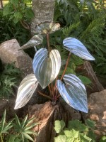 m. Hosta.jpg